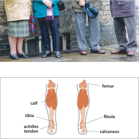 picture of some people’s legs, and a schematic diagram of the muscles in the leg