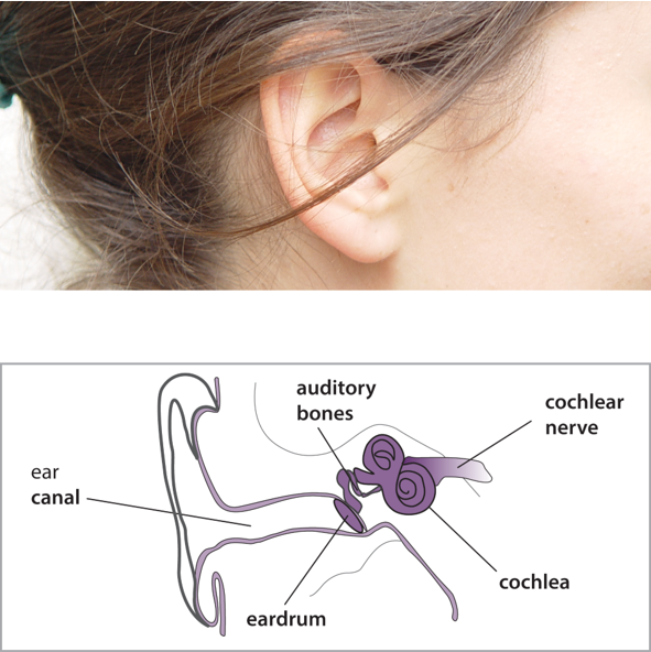 The ear canal links the outer ear to the eardrum. Auditory bones then convey sounds from the eardrum to the cochlea and cochlear nerve