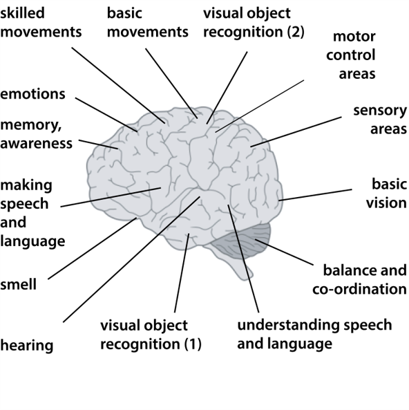 map of the brain showing that different areas are known to be responsible for different functions, such as movements, balance, memory, smell, hearing, vision and language